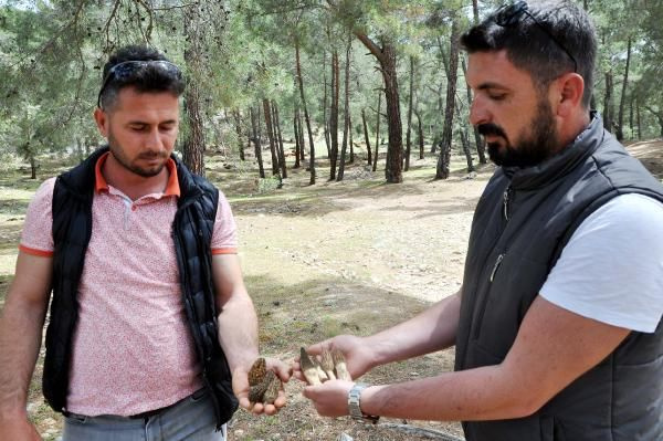 Antalya'da ormandan poşet poşet toplayıp 350 TL'ye satıyorlar! Günde 3 kilo topluyor