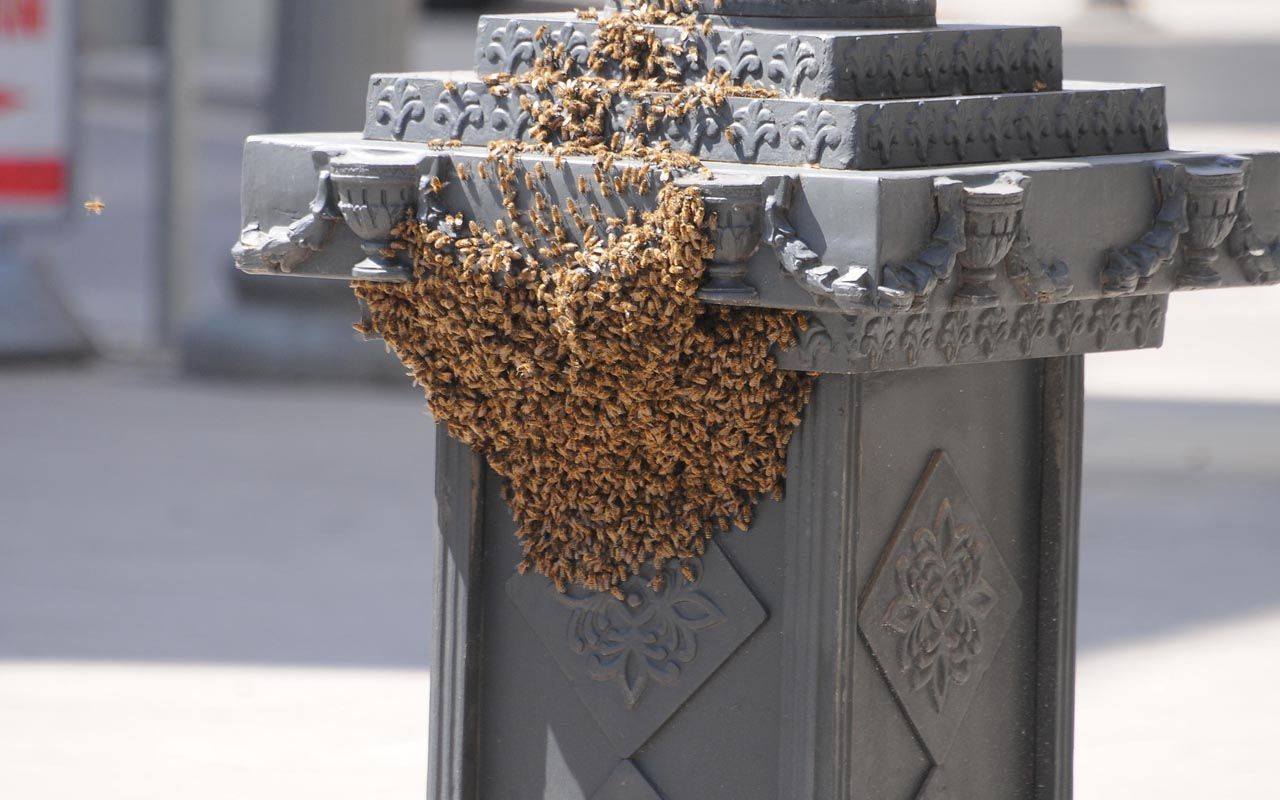İzmit'te vatandaşları tedirgin eden görüntü! Arılar saat kulesini istila etti