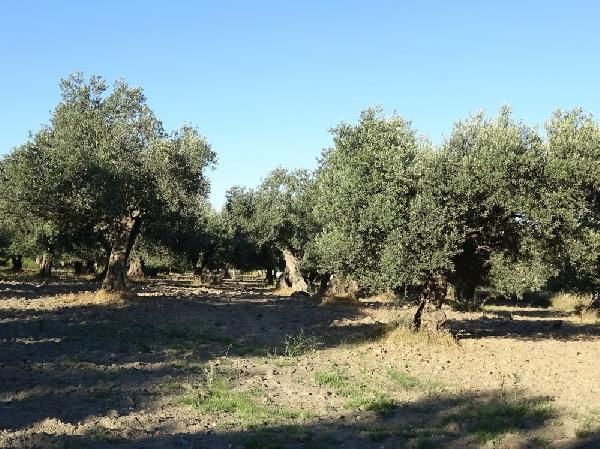 Türk hekimler araştırdı! Koronavirüs tedavisinde yeni umut zeytin yaprağı