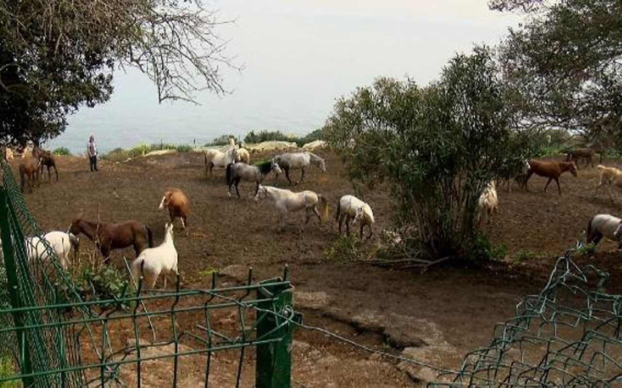 Kayıp atlarla ilgili bomba iddialar! 5'inin çipi Dörtyol'da at çiftliğinde, kalanlarınki Yüreğir'de bir evde çıkarıldı