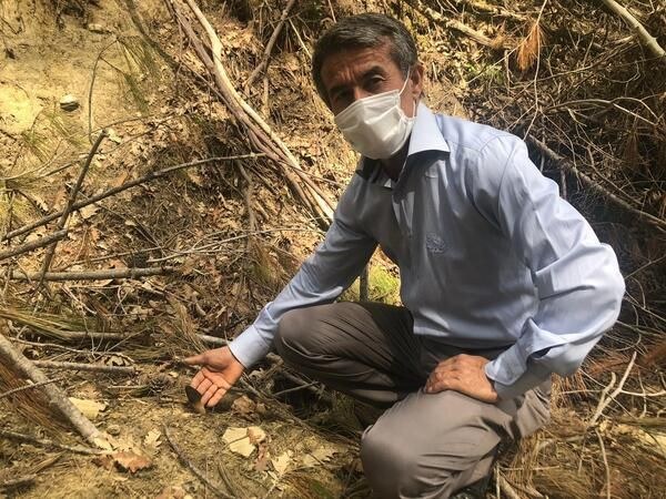 Kilosu 2 bin TL! Adana'da ormanda yetişti toplanması yasaklandı: Çok değerli ve nadir görülüyor