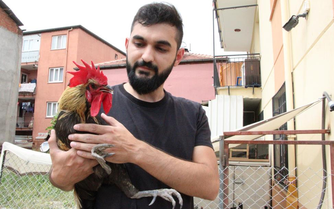 İngiltere'den davet aldı! Denizli'deki horozun ünü dünyaya yayıldı: Kuyruk oluştu