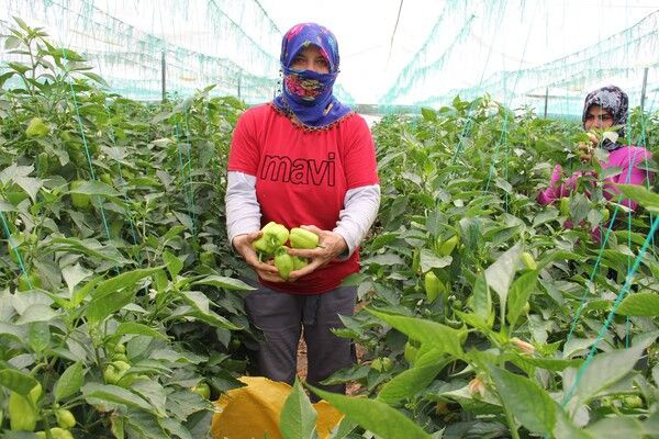 Herkes evdeyken onlar Mersin'de günde 600 kilo topluyor! Terlerimiz üstümüzden akıyor