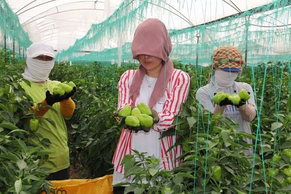 Herkes evdeyken onlar Mersin'de günde 600 kilo topluyor! Terlerimiz üstümüzden akıyor