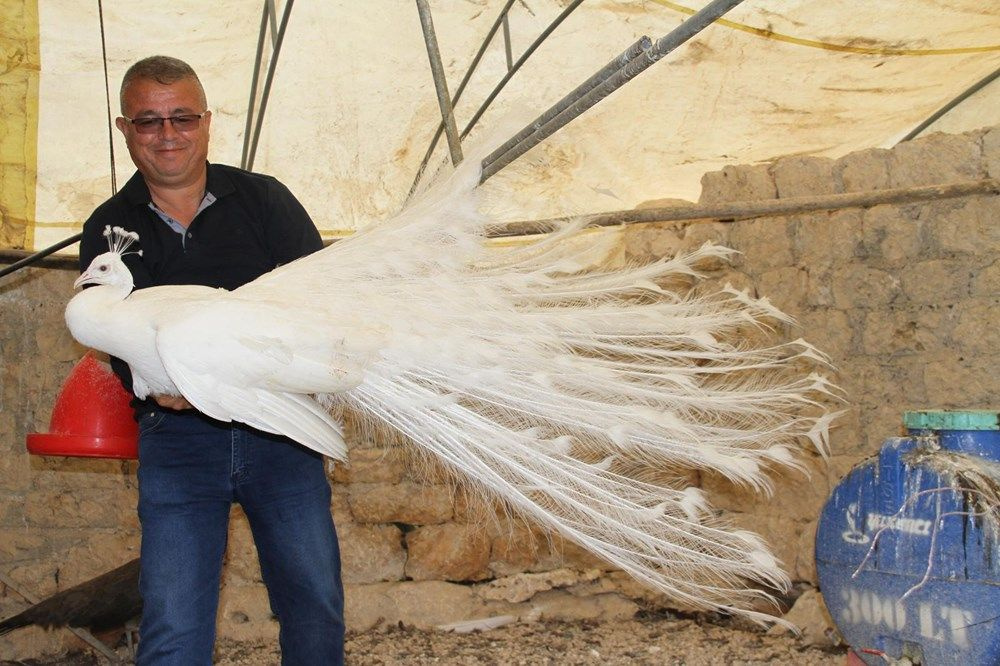 Mersin'de hobisi ticarete dönüştü! Tavus kuşlarının tanesini 2 bin liradan satıyor