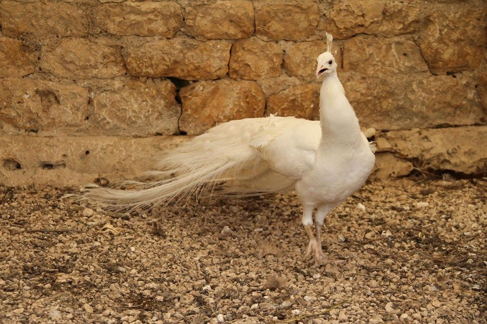 Mersin'de hobisi ticarete dönüştü! Tavus kuşlarının tanesini 2 bin liradan satıyor