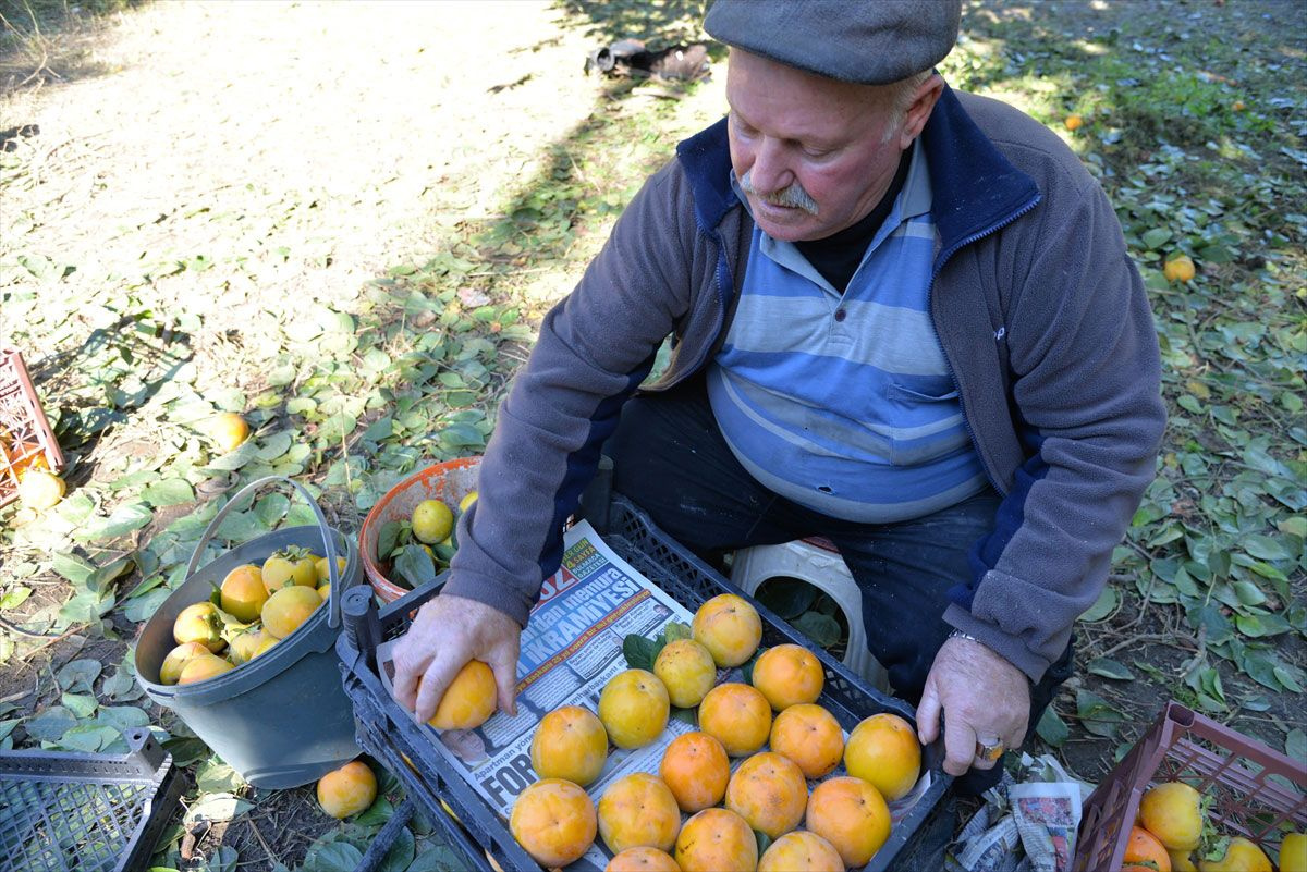 400 ton üretiliyor! İsa dedenin 91 yıl önce ektiği cennet hurması tohumu köyün gelir kapısı oldu