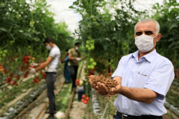 Antalyalı çiftçi Hindistan cevizi kabuğundan domates üretiyor! Paraya para demiyor