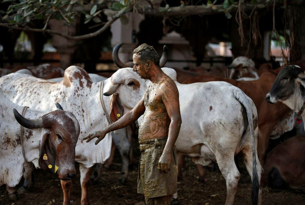 Hindistan’da corona virüse karşı vücutlarına inek dışkısı: Doktorlar bile buraya geliyor