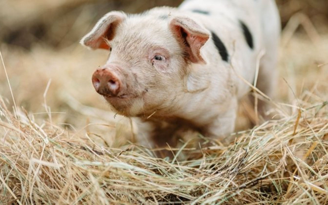 Filipinler Afrika domuz vebası salgını nedeniyle 'ulusal afet durumu' ilan etti