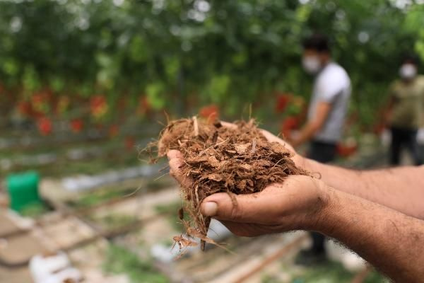 Antalyalı çiftçi Hindistan cevizi kabuğundan domates üretiyor! Paraya para demiyor