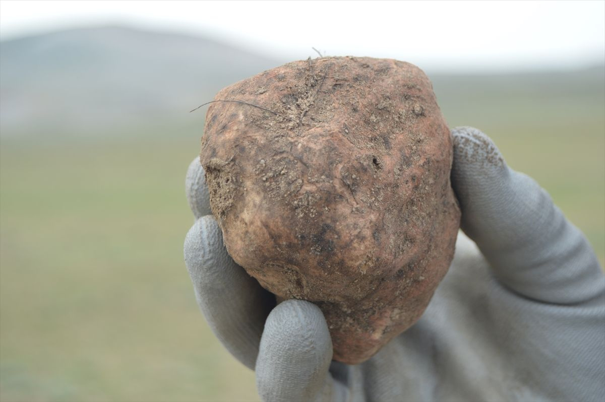 Afyonkarahisar'da köylüler define arar gibi arıyor şekli patatese benziyor