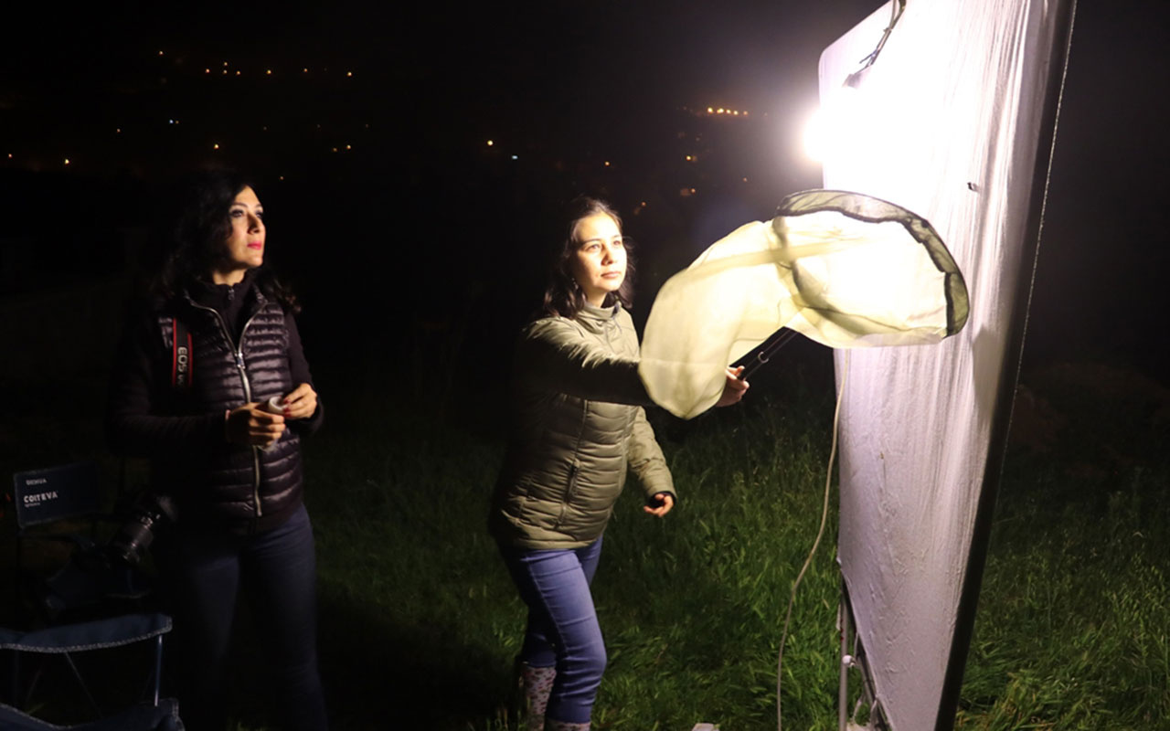 Hava kararınca onların işi bekliyor! Dağlarda tuzak kurup bekliyorlar