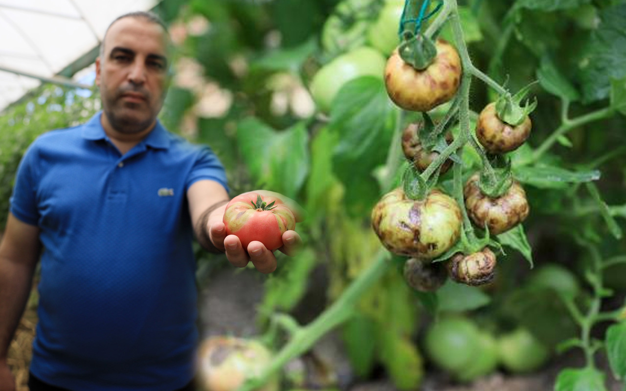 Antalya'da ortaya çıktı ve çok sinsi! 'İsrail virüsü'ne domatesin koronası diyorlar