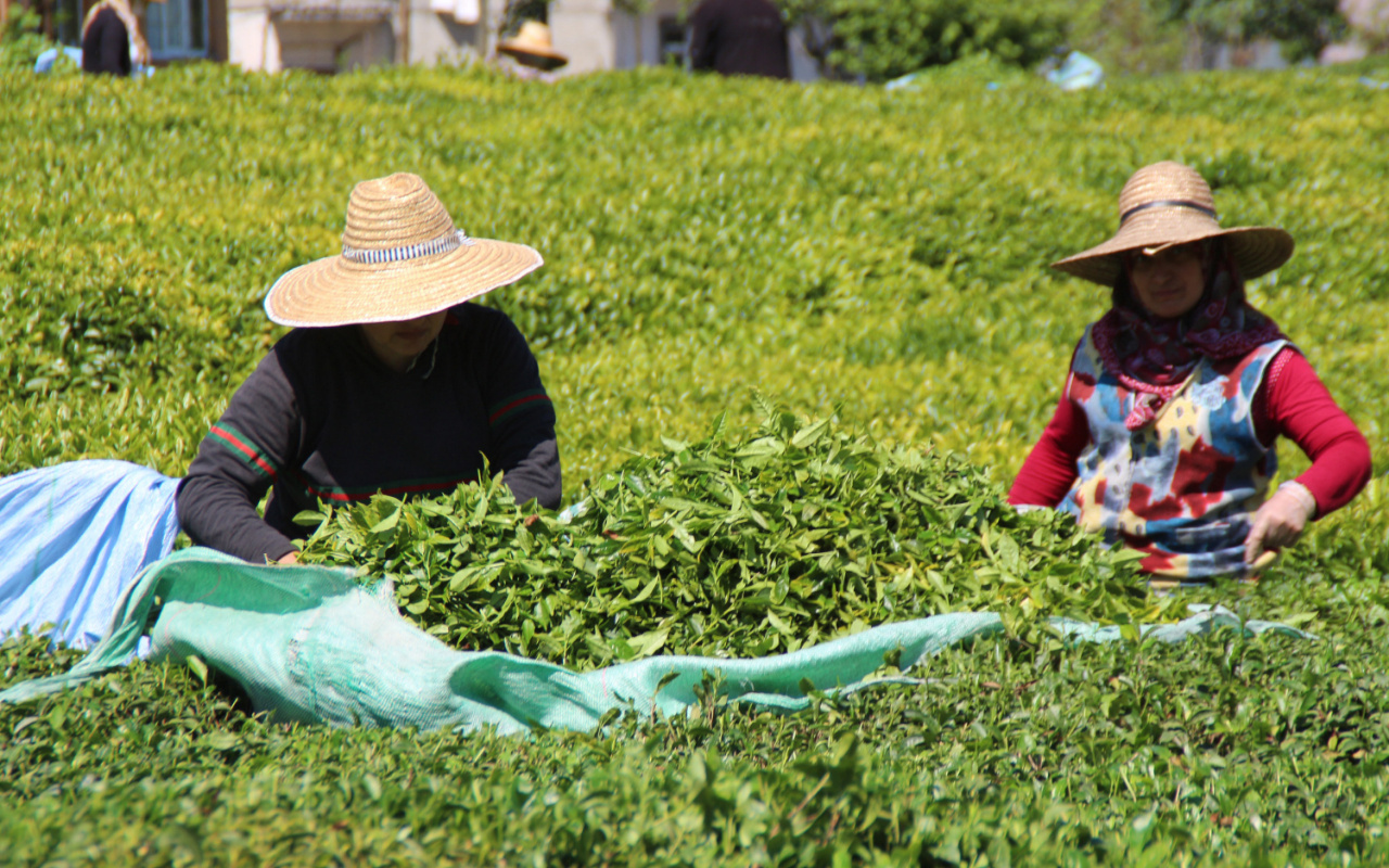 En çok vaka görülen illerden Rize'de, 'çay göçü' endişesi