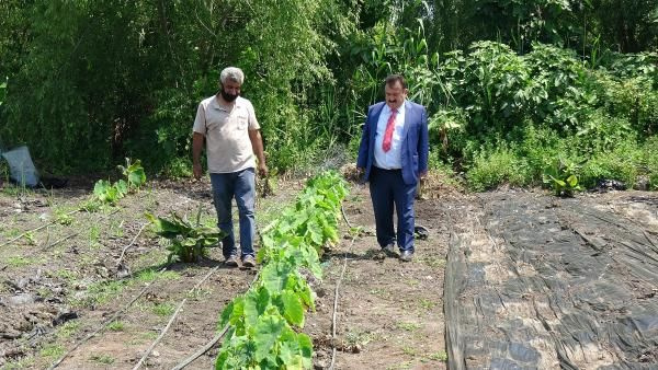 50 bin TL kazandırıyor! Mersin'de tarlasına ekenler paraya para demiyor