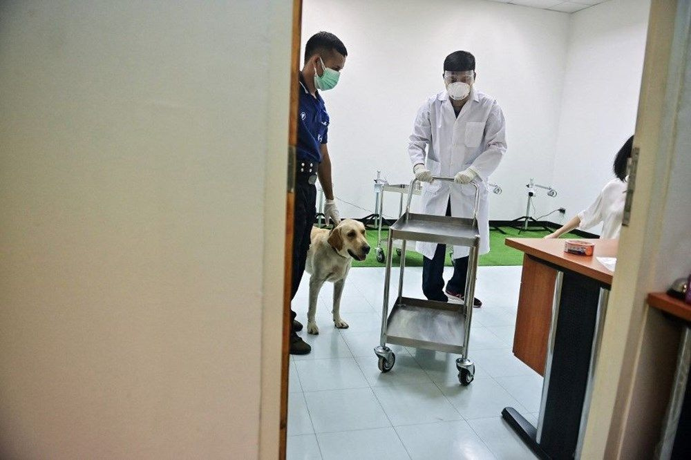 Köpeklerle koronavirüs testi! Köpekler Covid-19 vakalarını yüzde 97 doğru tespit etti