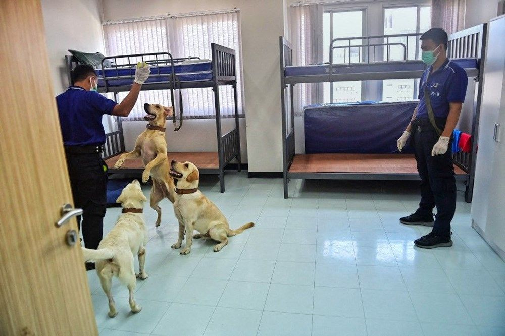 Köpeklerle koronavirüs testi! Köpekler Covid-19 vakalarını yüzde 97 doğru tespit etti