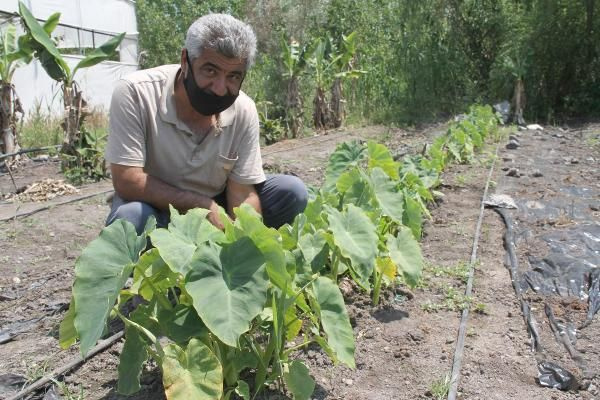 50 bin TL kazandırıyor! Mersin'de tarlasına ekenler paraya para demiyor