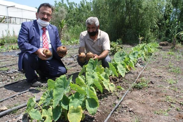 50 bin TL kazandırıyor! Mersin'de tarlasına ekenler paraya para demiyor