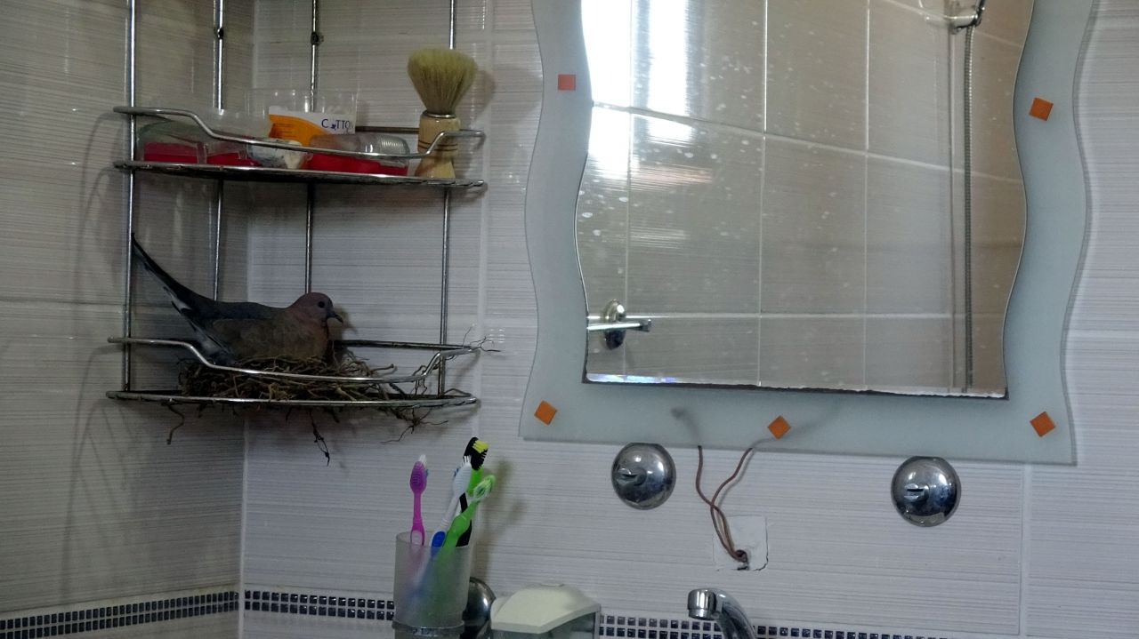 Evin banyosuna yuva yapan kumrular Hakkarili aileyi şaşırttı