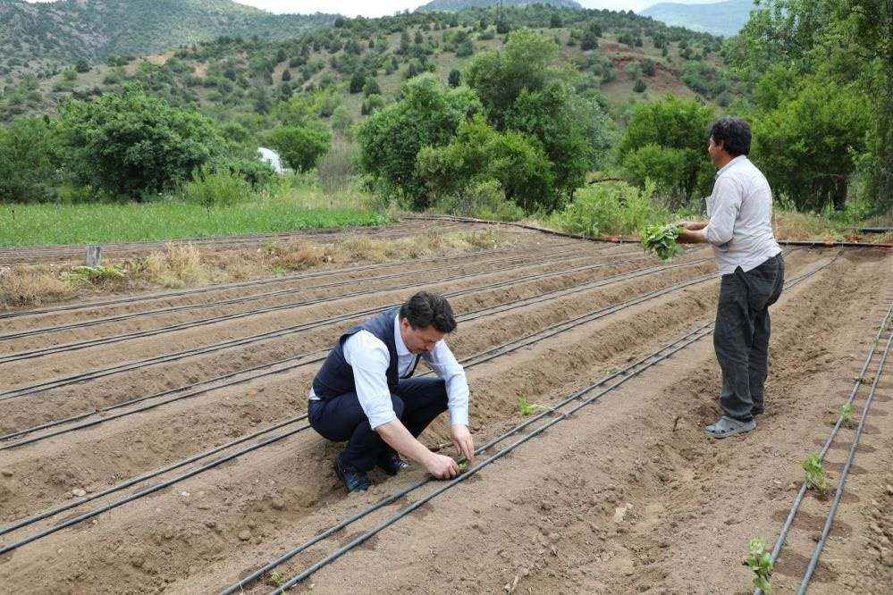 Kilosu 15 TL! Eskişehir'de ekimi törenle yapıldı tatlı patates tatlı kazanç sağlayacak