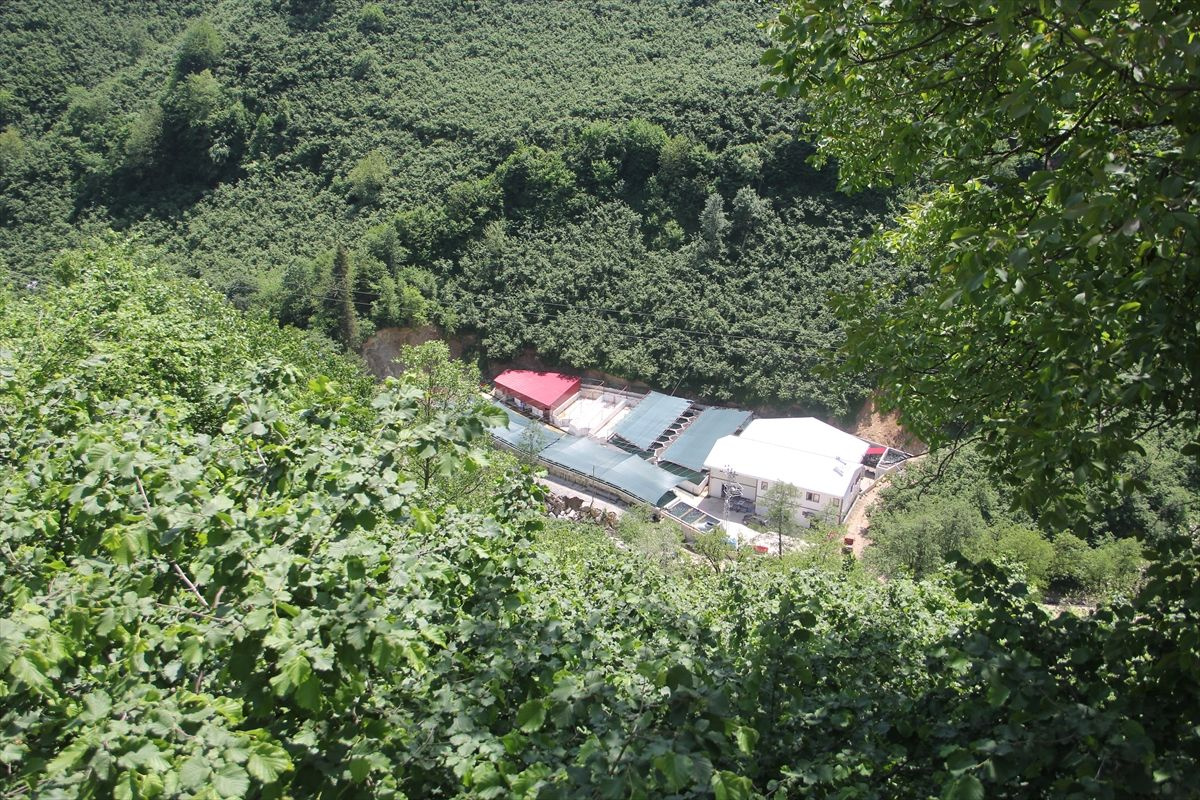 Devlet desteğiyle Giresun'da kurdu! Tekne balıkçısı siparişlere yetişemiyor