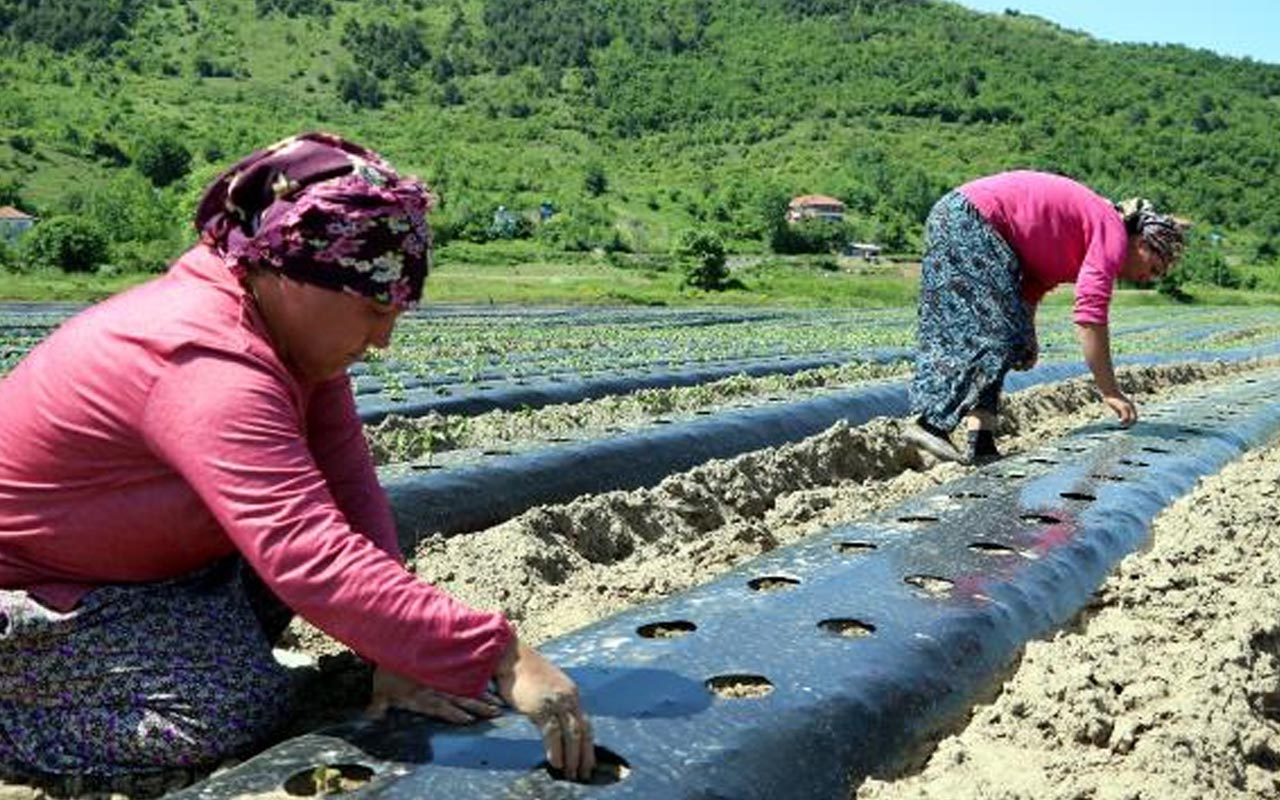 Milyonlarını yatırdı! 3 arkadaş Zonguldak'ta 20 kadını istihdam edip tarıma başladı