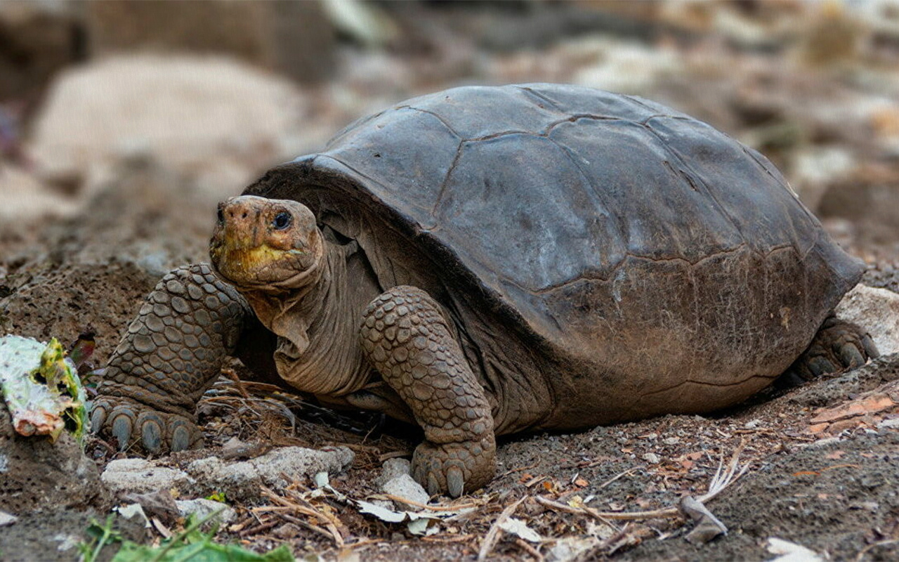 100 yıl önce soyu tükendiği düşünülen dev kaplumbağa Galapagos Adaları'nda bulundu