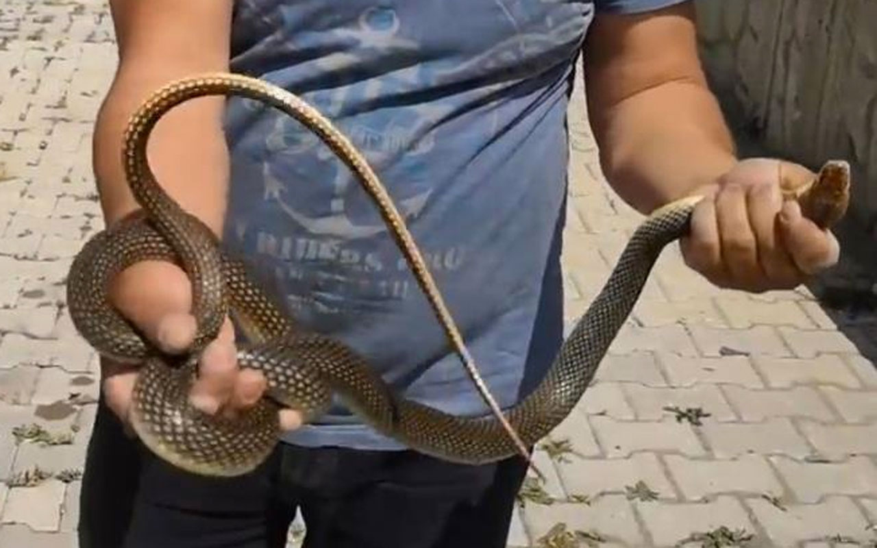 Bursa'da sitenin bahçesine giren yılanı eliyle yakaladı