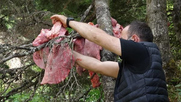 Yer: Trabzon! Ormandaki et parçalarını görenler şaşkına döndü: 10 günde bir...