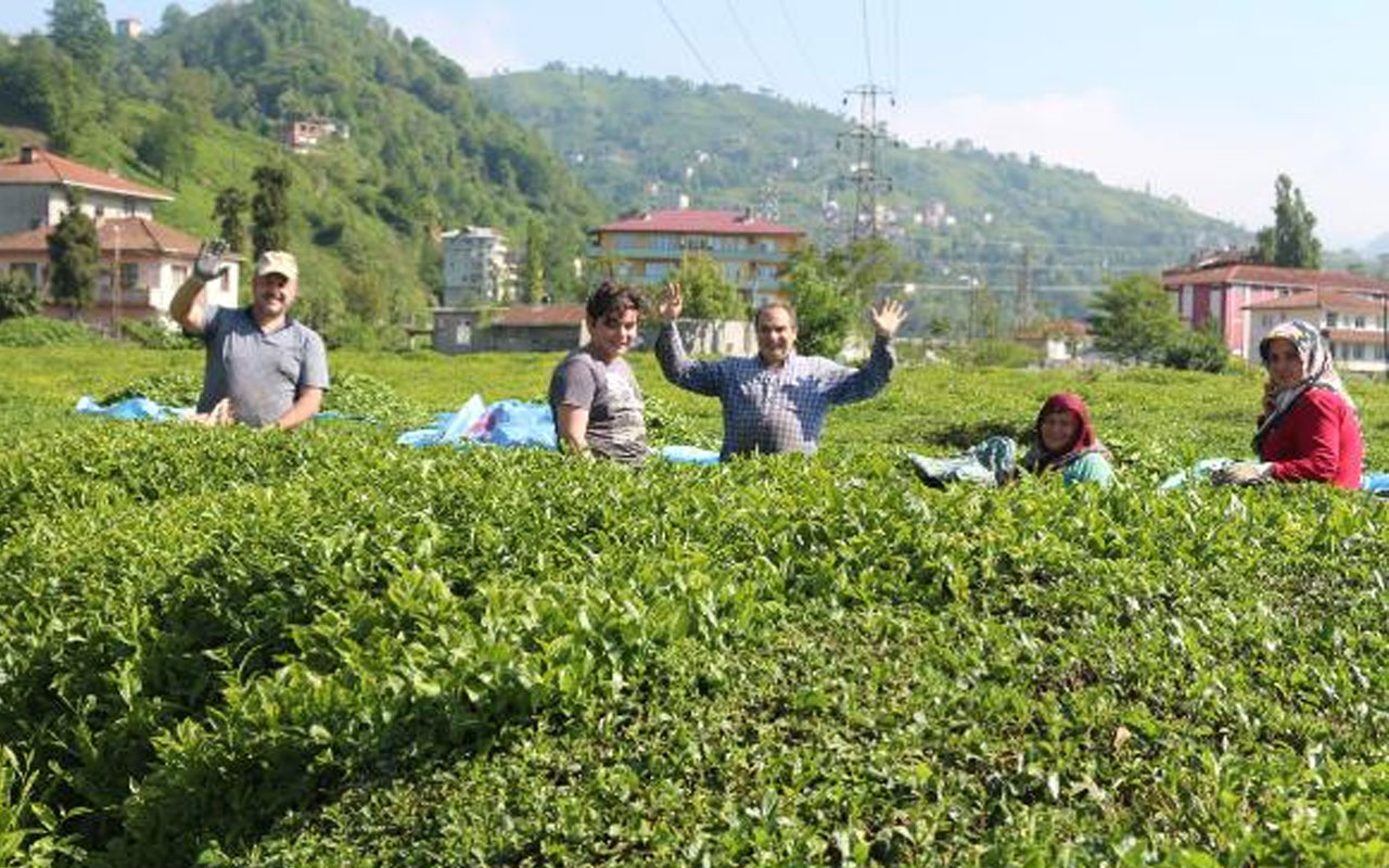 Rize'de 'çay göçü' ile 40 bin kişi geldi! Korkulan vaka artışı olmadı