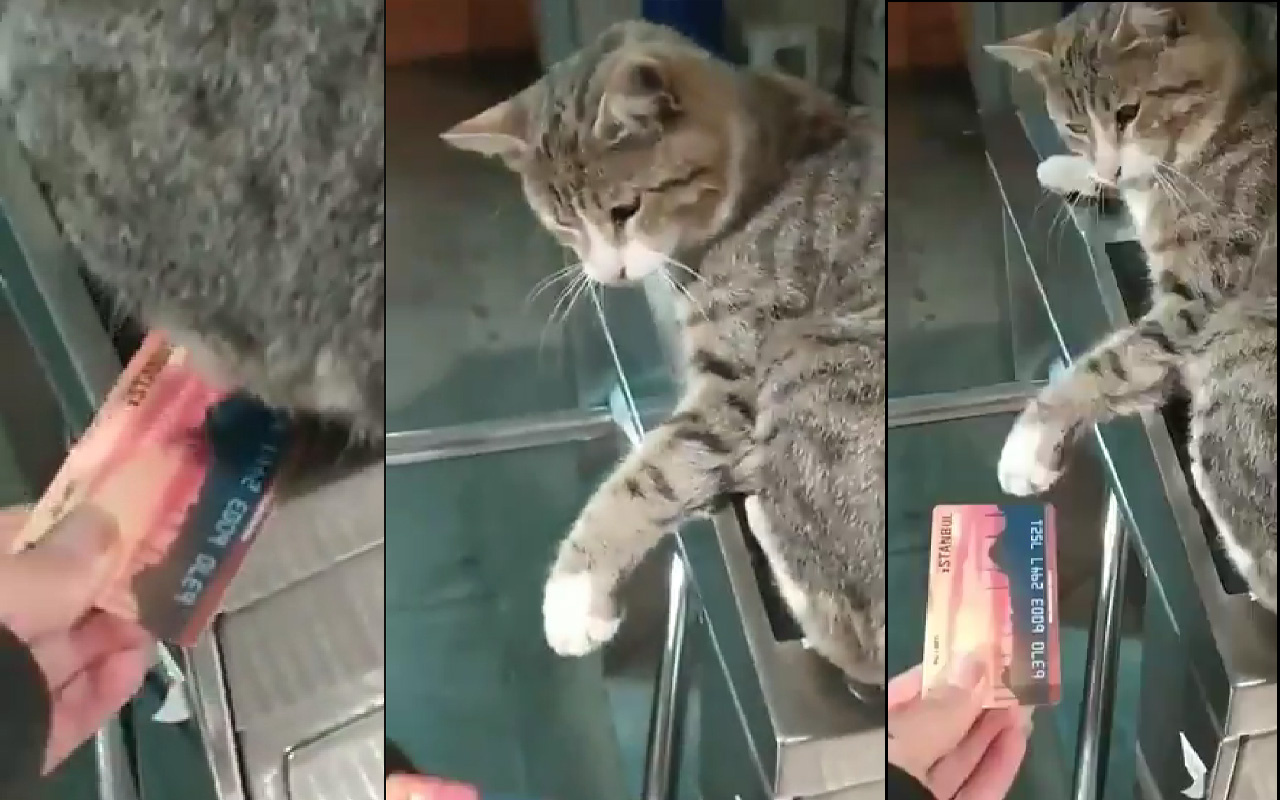 İstanbul'da gülümseten görüntü! Kedi engeline takıldı: Oğlum, izin ver