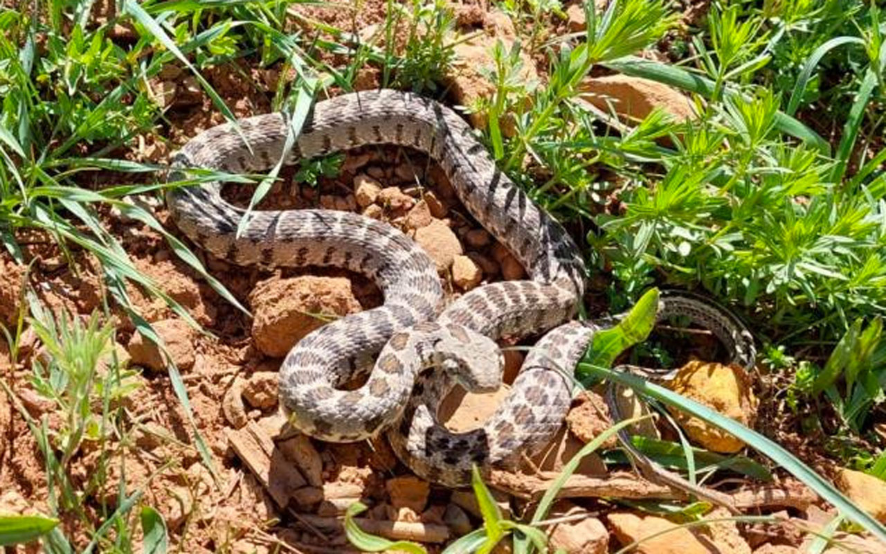 Tunceli’de yarı zehirli Kocabaş yılanı görüntülendi