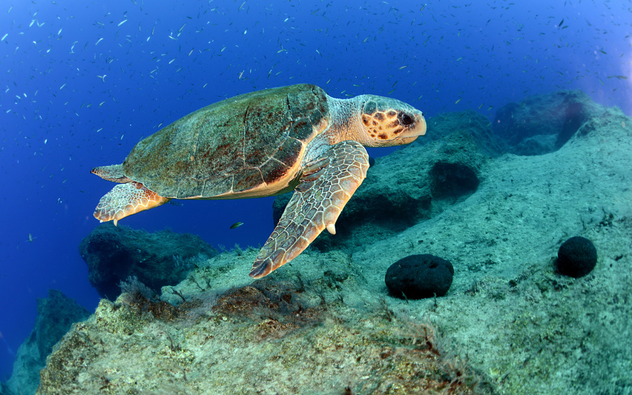 Antalya Körfezi'ni denizanası istilasından kaplumbağalar koruyor
