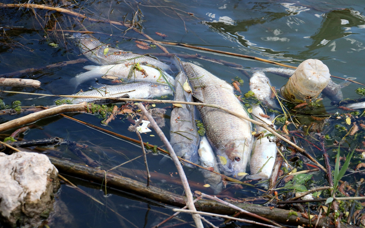 Türkiye'nin en uzun nehri Kızılırmak'ta toplu balık ölümleri