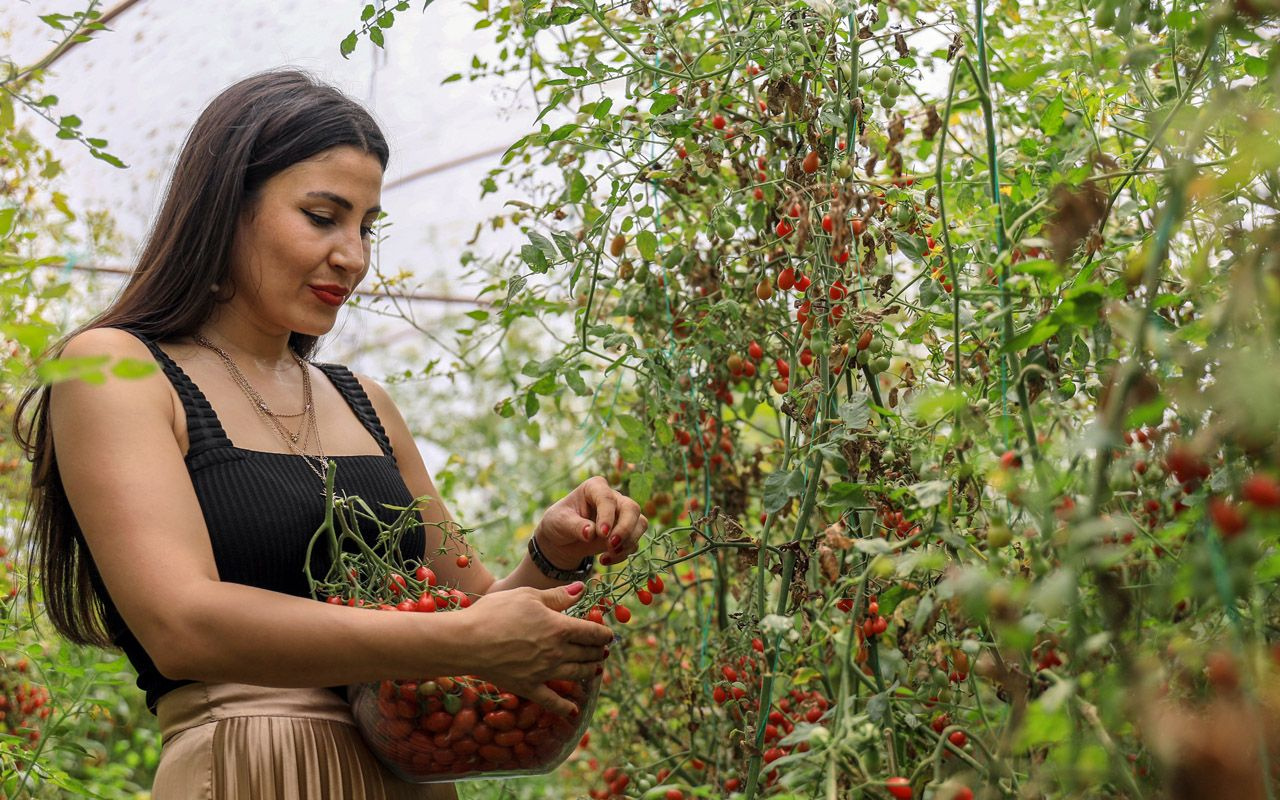 Antalya'da hostes Cemre gezerken gördü! Bir taneyle başladı 4 dönüm sera kurdu