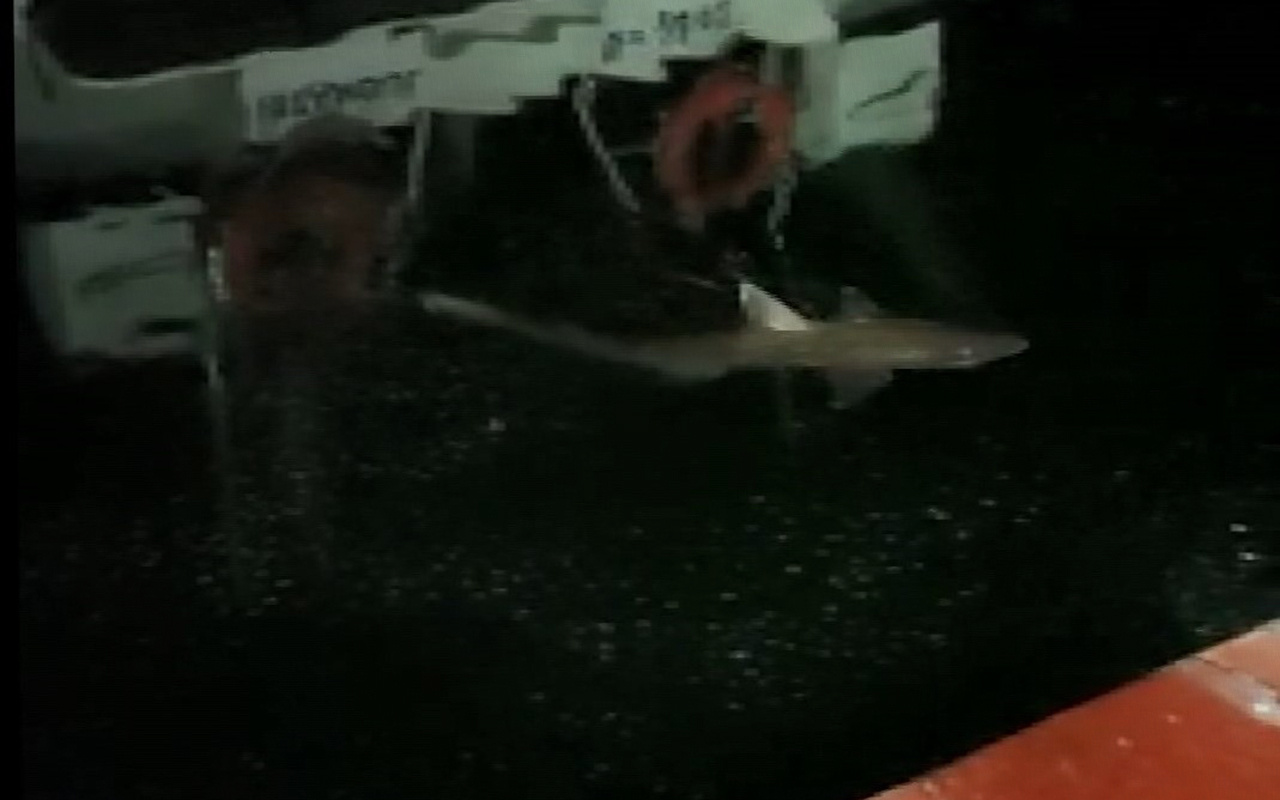 İstanbul Haliç'te köpek balığı görüntüledi