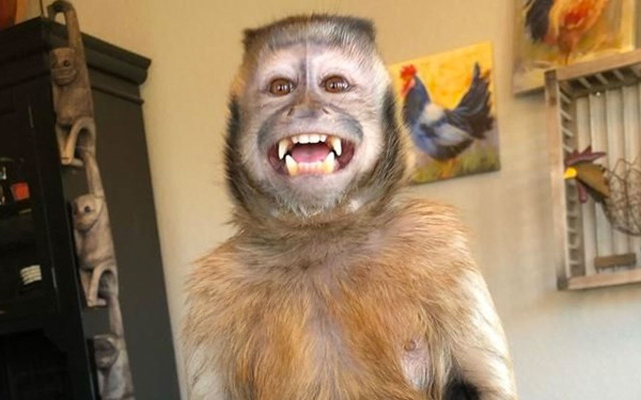 17,6 milyon takipçili TikTok fenomeni maymun George hayatını kaybetti