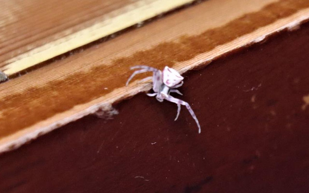 Türkiye'de Denizli'de ortaya çıktı! İnsan yüzlü örümcek hayrete düşürdü