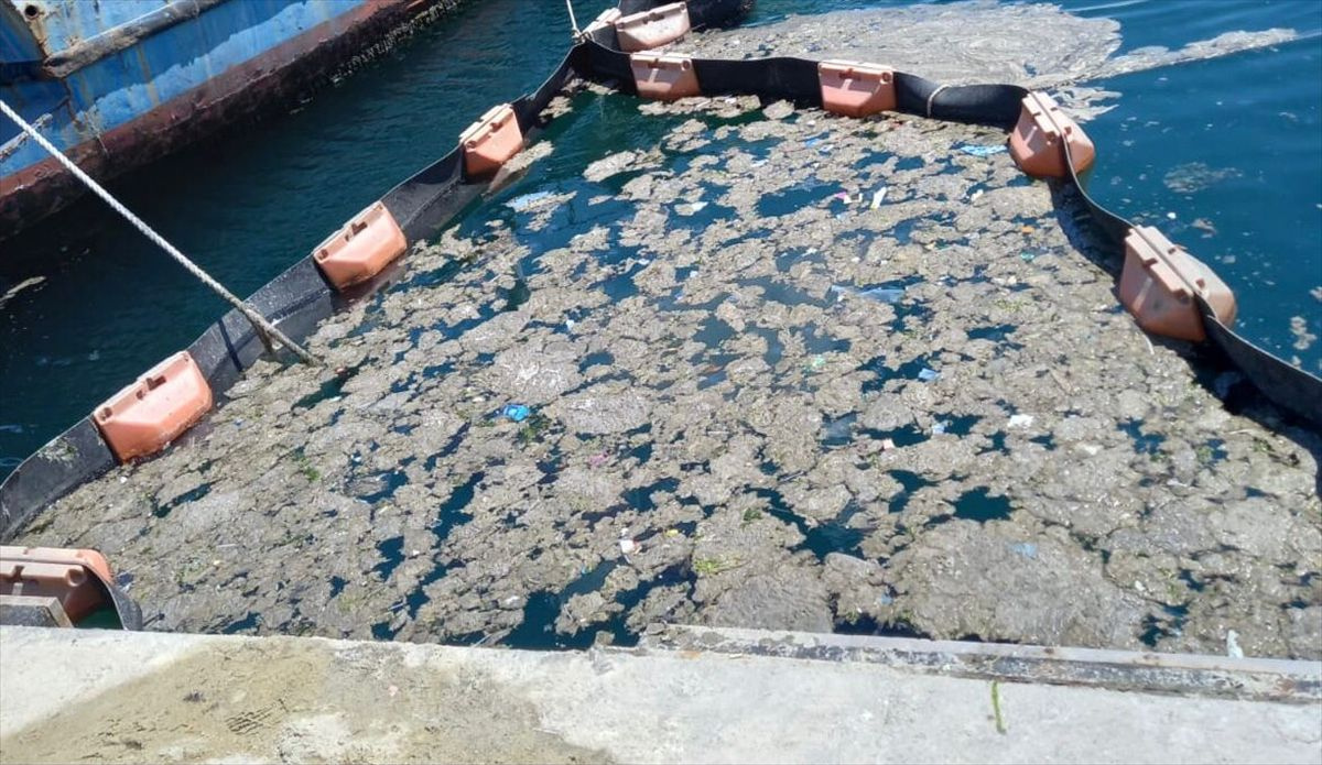 İstanbul Üniversitesi müsilajı deniz bakteri izolatlarıyla temizlemeyi başardı