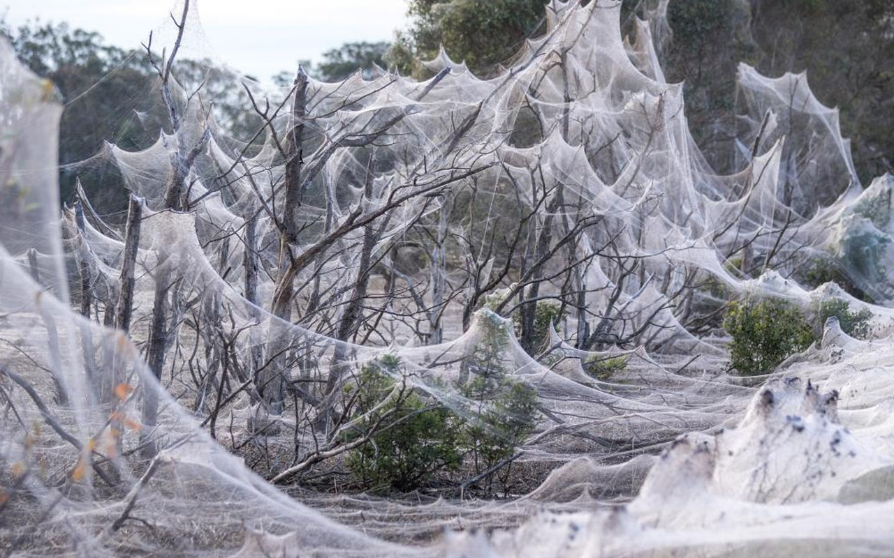 Avustralya'da sel felaketi ve fare istilasının ardından her yeri örümcek ağı kapladı