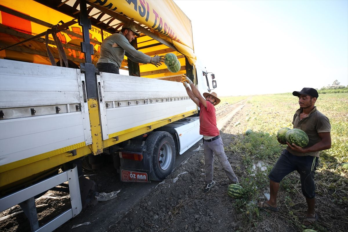 8 ülkeye ihracat! Ekeni zengin ediyor ama Adana'da fiyatı tepe taklak oldu