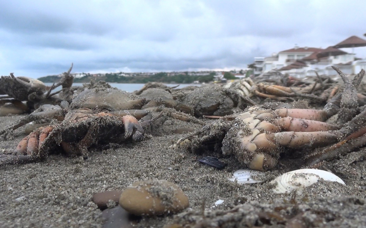 Silivri'de müsilaj sonrası yeni felaket! İlk kez oluyor sahili ölü yengeçler kapladı