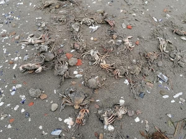 Silivri'de müsilaj sonrası yeni felaket! İlk kez oluyor sahili ölü yengeçler kapladı