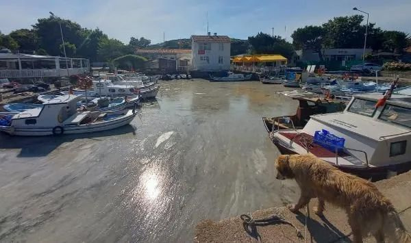 Bozcaada'da müsilaj görüldü! Adalılar bu görüntüye kahroldu!