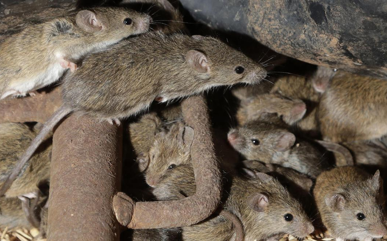 Avustralya'da binlerce fare cezaevini istila etti: Hasar o kadar büyük ki...