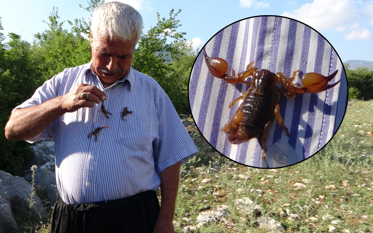 'Beni sokan akrep ve arılar öldü' deyip anlattı! Adana'da görenler inanamadı