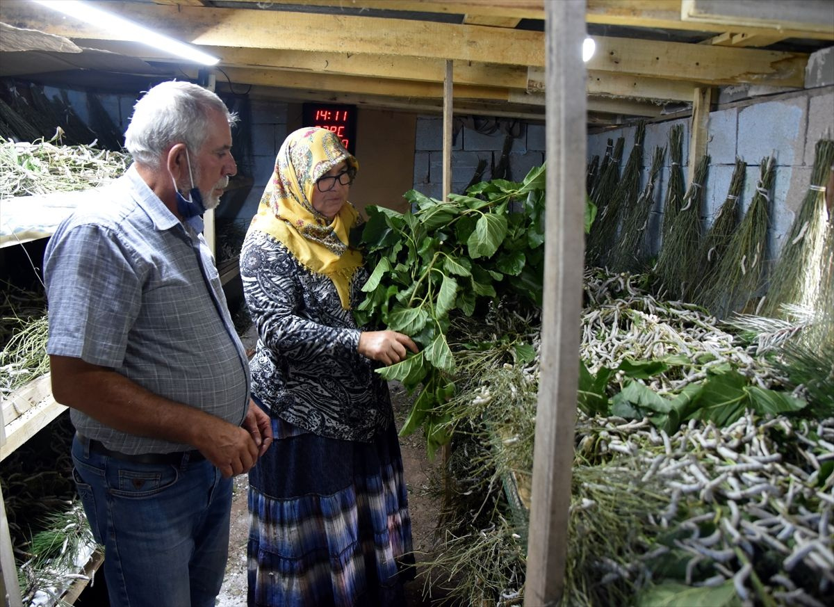 Masrafı yok kilosu 75 lira! Kırıkkale'de bu işi yapıyor tam emekli ve hanımlarına göre