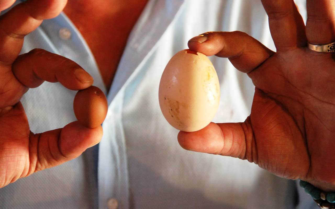 Muğla Bodrum'da yumurtlayan horoz şaşkına çevirdi yumurtası milyon değerinde